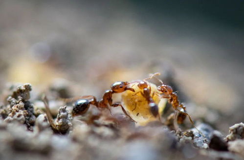 蚂蚁建巢是风水宝地吗,蛇形风水葬头顶可以吗